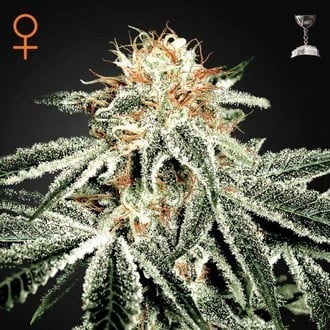 White Widow (Greenhouse Seeds) féminisée