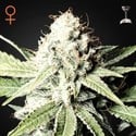 Great White Shark (Greenhouse Seeds) féminisée