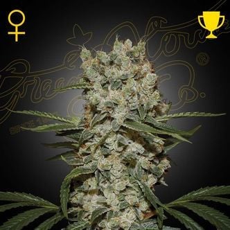 Super Silver Haze (Greenhouse Seeds) féminisée