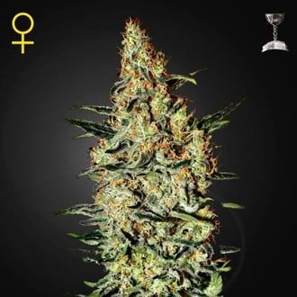 Neville's Haze (Greenhouse Seeds) féminisée