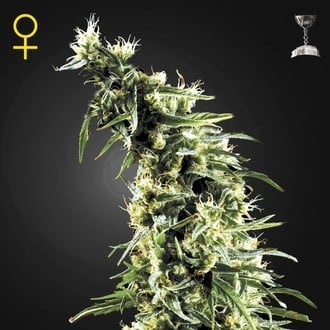 Hawaiian Snow (Greenhouse Seeds) féminisée