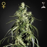 Arjan's Haze 1 (Greenhouse Seeds) féminisée
