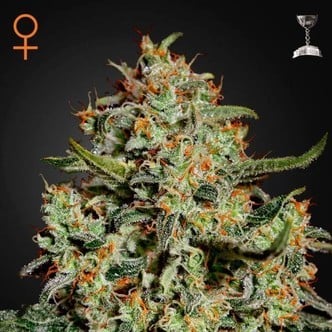 Big Bang (Greenhouse Seeds) féminisée