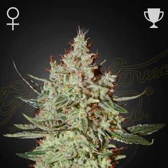 GH Cheese (Greenhouse Seeds) féminisée