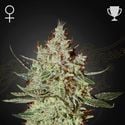 GH Cheese (Greenhouse Seeds) féminisée