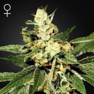 Train Wreck (Greenhouse Seeds) féminisée