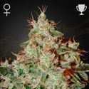 Lemon Skunk (Greenhouse Seeds) féminisée