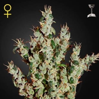 NL5 Haze Mist (Greenhouse Seeds) féminisée