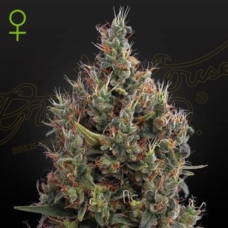 Big Bang Autoflowering (Greenhouse Seeds) féminisée