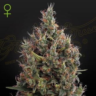 Big Bang Autoflowering (Greenhouse Seeds) féminisée