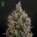 Big Bang Autoflowering (Greenhouse Seeds) féminisée