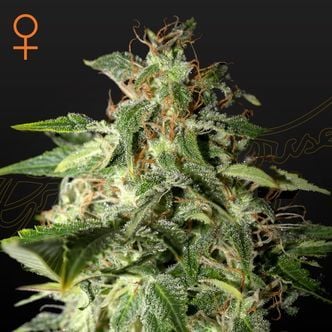 Afgooey (Strain Hunters) féminisée