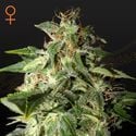 Afgooey (Strain Hunters) féminisée