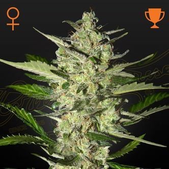 Flowerbomb Kush (Strain Hunters) féminisée