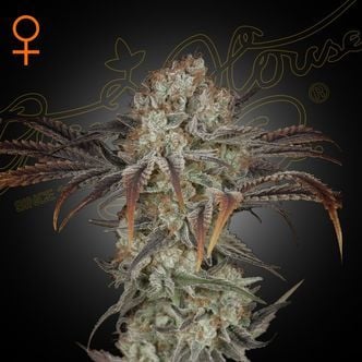 Money Maker (Strain Hunters) féminisée