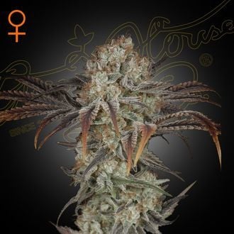 Money Maker (Strain Hunters) féminisée