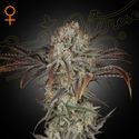 Money Maker (Strain Hunters) féminisée
