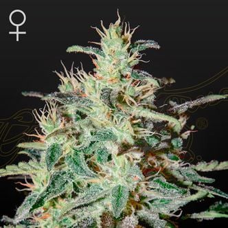White Lemon (Strain Hunters) féminisée