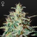 White Lemon (Strain Hunters) féminisée