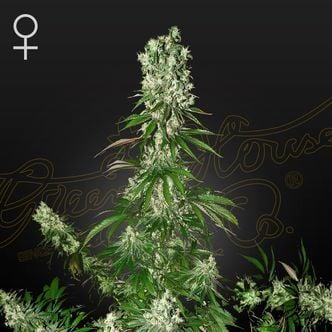 White Strawberry Skunk (Strain Hunters) féminisée