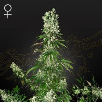 White Strawberry Skunk (Strain Hunters) féminisée