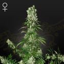 White Strawberry Skunk (Strain Hunters) féminisée