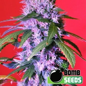 Berry Bomb Auto (Bomb Seeds) féminisée