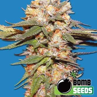 Big Bomb Auto (Bomb Seeds) féminisée