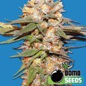 Big Bomb Auto (Bomb Seeds) féminisée