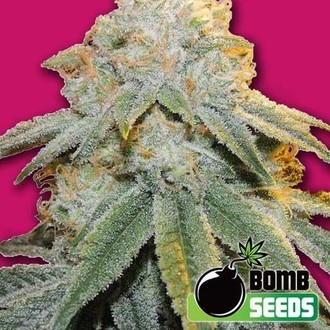Bubble Bomb (Bomb Seeds) féminisée
