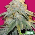 Bubble Bomb (Bomb Seeds) féminisée