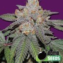 Cherry Bomb Auto (Bomb Seeds) féminisée