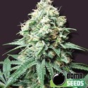 Kush Bomb (Bomb Seeds) féminisée