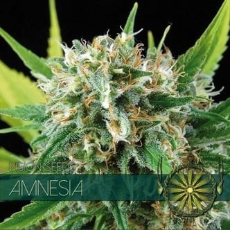 Amnesia (Vision Seeds) féminisée