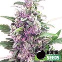 THC Bomb Auto (Bomb Seeds) féminisée