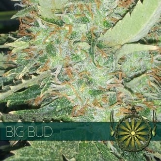 Big Bud (Vision Seeds) féminisée