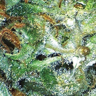 Big Bud (Vision Seeds) féminisée