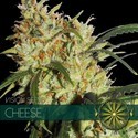 Cheese (Vision Seeds) féminisée