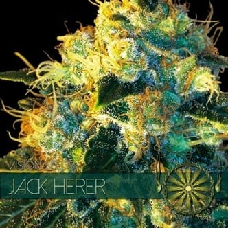 Jack Herer (Vision Seeds) féminisée