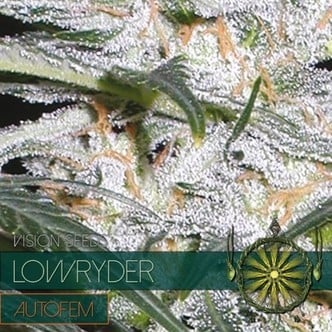 Lowryder (Vision Seeds) féminisée