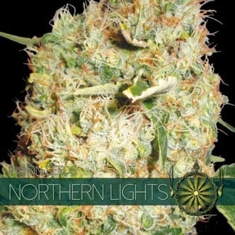 Northern Lights (Vision Seeds) féminisée