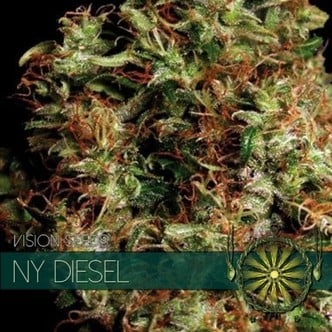 NY Diesel (Vision Seeds) féminisée