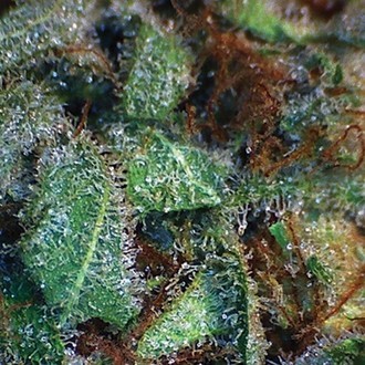 NY Diesel (Vision Seeds) féminisée