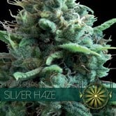 Silver Haze (Vision Seeds) féminisée