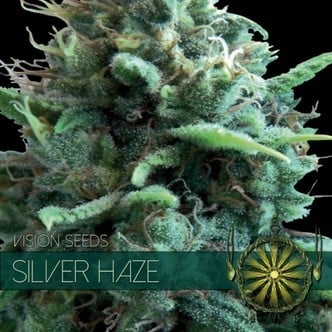 Silver Haze (Vision Seeds) féminisée