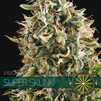 Super Skunk (Vision Seeds) féminisée