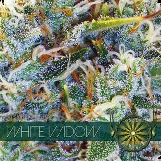 White Widow (Vision Seeds) féminisée