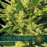 Northern Lights Autoflowering (Vision Seeds) féminisée
