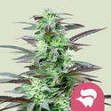 Skunk XL (Royal Queen Seeds) féminisée