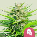 Royal Cheese - Fast Flowering (Royal Queen Seeds) féminisée